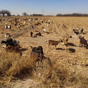 BRINDAN SEGURO GANADERO A CAPRINOCULTORES