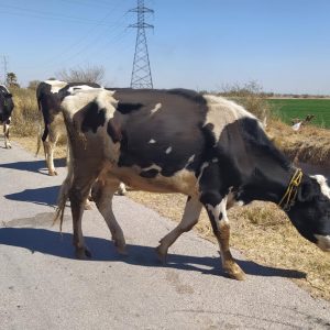 APOYARÁ AYUNTAMIENTO REGISTRO DE PRODUCTORES ANTE SINIIGA