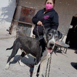 ATENDERÁN A DOS EJIDOS APLICANDO VACUNAS ANTIRRABICAS1