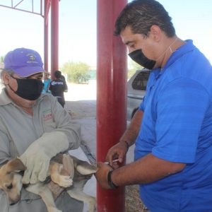 CAMPAÑA DE VACUNACIÓN ANTIRRÁBICA EN COMUNIDADES RURALES1