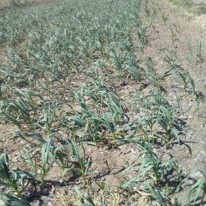 GOBIERNO DE COAHUILA HACE LLAMADO A PRODUCTORES AGROPECUARIOS1