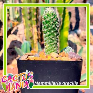 ¡LLEGA LA CACTUSMANÍA AL MUSEO DEL DESIERTO!