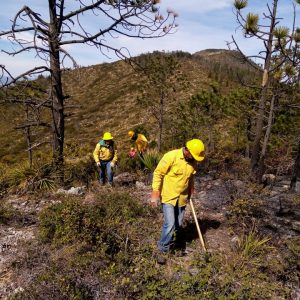 COMBATEN BRIGADISTAS DOS INCENDIOS EN LA REGIÓN SURESTE DE COAHUILA1