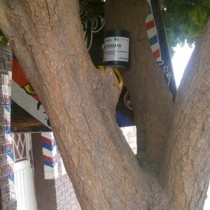 CONTINUA CONTROL Y PREVENCION DE ENFERMEDADES TRANSMITIDAS POR VECTOR