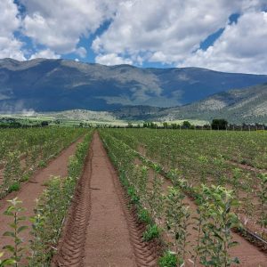 EN LA SIERRA DE ARTEAGA APOYA ESTADO 40 MIL ÁRBOLES DE MANZANO1