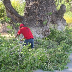 Podas preventivas de ramas
