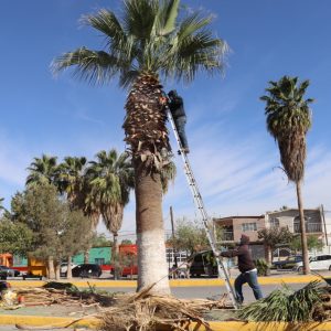 REALIZAN LIMPIEZA Y PODA SOBRE CAMELLÓN CENTRAL DEL BOULEVARD MIGUEL HIDALGO (1)