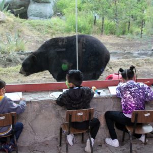 NIÑAS Y NIÑOS CONVIVEN Y DIBUJAN A OSOS NEGROS EN EL MUSEO DEL DESIERTO DE COAHUILA1
