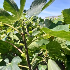 PRODUCTORES AGRÍCOLAS DE COAHUILA PUEDEN PARTICIPAR EN EL PROGRAMA DE HIGO1