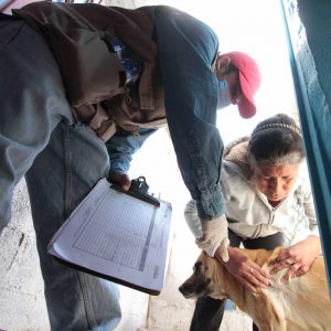 LLAMA SALUD COAHUILA A EVITAR BROTES DE RICKETTSIA1