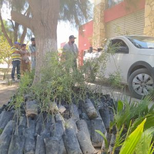 SE AGOTAN EN UN DÍA ARBOLITOS DONADOS POR PEÑOLES1