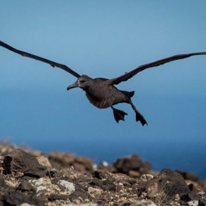 VUELA PRIMER ALBATROS DE PATAS NEGRAS 1