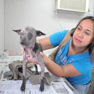 Brigada de cuidado a mascotas
