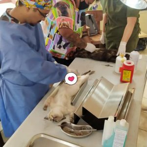 EXHORTA SMA A LOS COAHUILENSES A ESTERILIZAR MASCOTAS DOMÉSTICAS