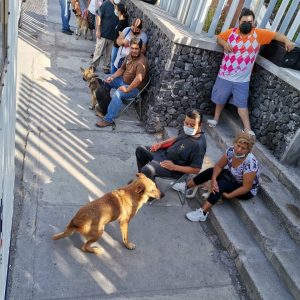 LLEVARÁN BRIGADA PARA MASCOTAS A COL. LAS FLORES1