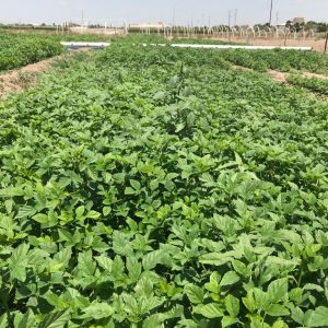 ANALIZAN EXPLOTACIÓN DE GOMA GUAR COMO CULTIVO ALTERNATIVO EN COAHUILA1