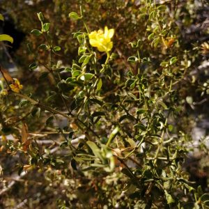 Artículo en Revista Científica Alemana sobre Compuestos Bioactivos como Potenciales Inhibidores de C