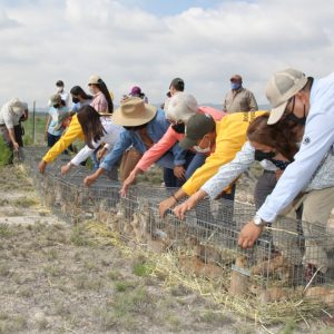 EN COAHUILA, SE REGRESA AL PERRITO DE LA PRADERA A SU HÁBITAT NATURAL1