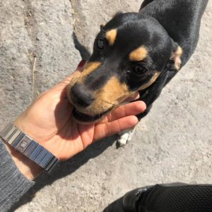 SUPERA COAHUILA META SEXENAL DE ESTERILIZACIÓN DE ANIMALES DE COMPAÑÍA1