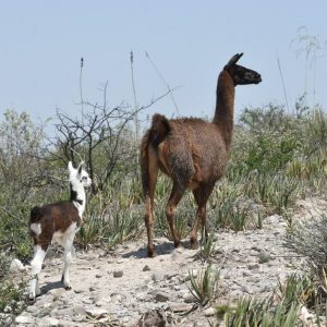 Animales salvajes y paseos en lancha, son parte de los atractivos del Ecoparque1