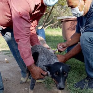 PROGRAMAN JORNADA NACIONAL DE VACUNACION ANTIRRABICA.jfifokokok