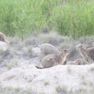 AVANZA COAHUILA EN LA REPOBLACIÓN DE PERRITO DE LA PRADERA