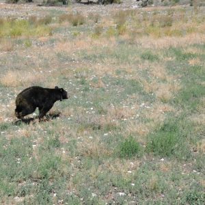 MEDIO AMBIENTE COAHUILA ALERTA SOBRE EL MOVIMIENTO DE OSOS EN ESTA TEMPORADA1