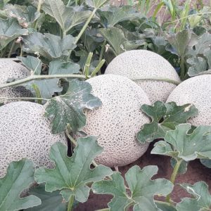 AGRICULTURA DE LA LAGUNA DE COAHUILA, EN LOS PRIMEROS LUGARES DE PRODUCCIÓN