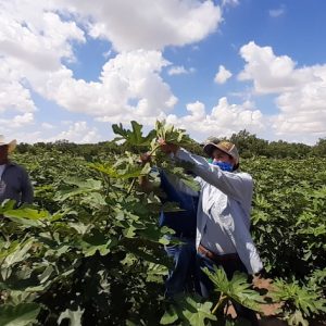 COAHUILA SE FORTALECE CON CULTIVOS ALTERNATIVOS1 (1)