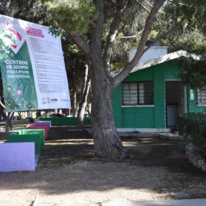 Abre Municipio de Saltillo 30 centros de acopio de pinos navideños1